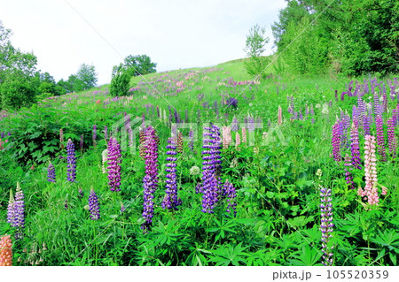 北海道紀行　6月の上野ファーム　午後のガーデン 105520359
