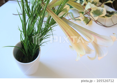 白い百合　花瓶 105520712