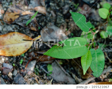 葉の上に静止するモノサシトンボの♀ 葉の上に静止するモノサシトンボの♀ 105521067