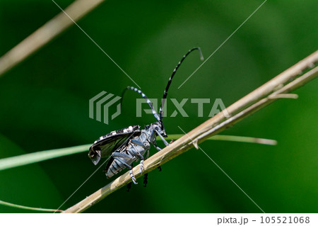 大型カミキリ　カミキリムシ科ゴマダラカミキリ 105521068