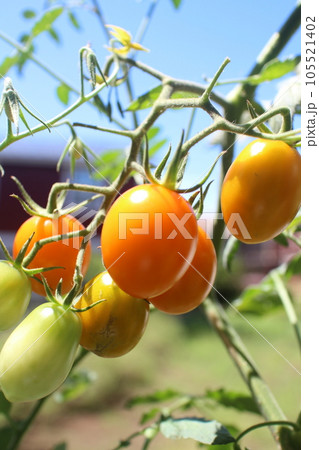 家庭菜園のオレンジ色のミニトマト 105521402