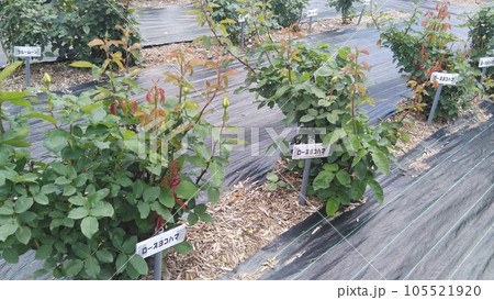 薔薇の苗木、ローズユコハマ、もりおか友遊ハウス 日笠バラ園、日笠バラまつり、岡山県和気町 105521920