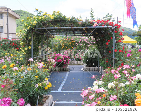 たくさんの薔薇の花、花園、もりおか友遊ハウス 日笠バラ園、日笠バラまつり、岡山県和気町 105521926