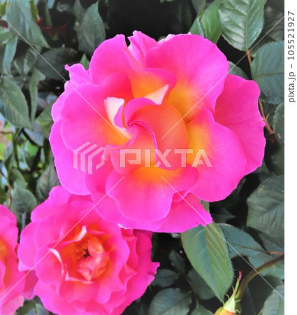きれいなピンク色の薔薇、アップ、もりおか友遊ハウス 日笠バラ園、日笠バラまつり、岡山県和気町 105521927