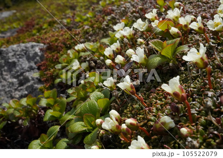 高山のお花畑のイワウメ 高山のお花畑のイワウメ 105522079