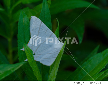 白い大型の蛾 シャクガ科ウスキツバメエダシャク 白い大型の蛾 シャクガ科ウスキツバメエダシャク 105522192