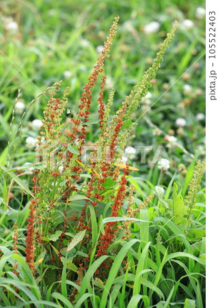 身近にみられる野草　「エゾノギシギシ」 105522403