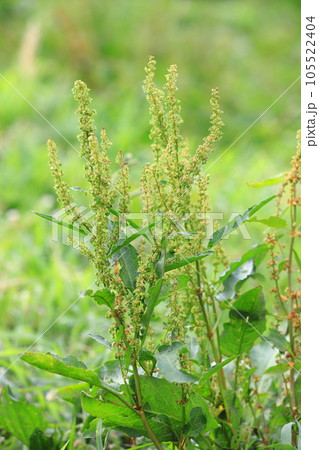 身近にみられる野草　「エゾノギシギシ」 105522404