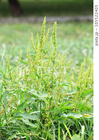 身近にみられる野草 「エゾノギシギシ」 身近にみられる野草 「エゾノギシギシ」 105522405
