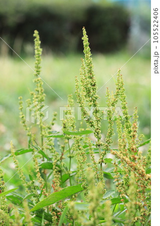 身近にみられる野草 「エゾノギシギシ」 身近にみられる野草 「エゾノギシギシ」 105522406