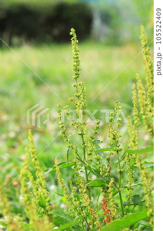身近にみられる野草　「エゾノギシギシ」 105522409