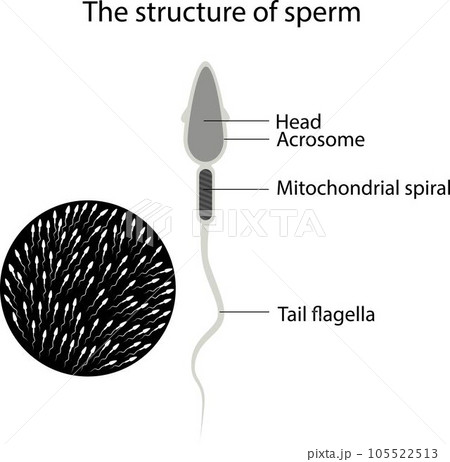 Structure of male sperm. The structure of the sperm Structure of male sperm. The structure of the sperm 105522513