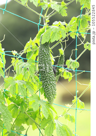 ツルレイシの実 ゴーヤ ツルレイシの実 ゴーヤ 105522845