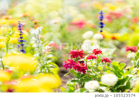 夏の花 花壇 花ロードえにわ花まつり 赤 紫 黄 白 夏の花 花壇 花ロードえにわ花まつり 赤 紫 黄 白 105523574