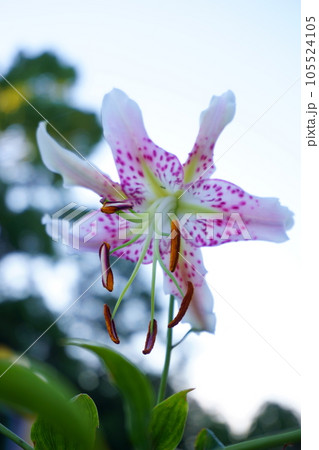 夏の日差しを浴びるカノコユリ 2 105524105