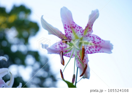 夏の日差しを浴びるカノコユリ 1 105524108
