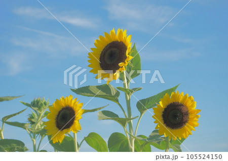 夏の青空とひまわり畑に咲くひまわり2 夏の青空とひまわり畑に咲くひまわり2 105524150