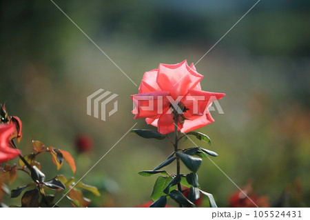荒尾市　おもやい市民花壇　バラの花、 105524431