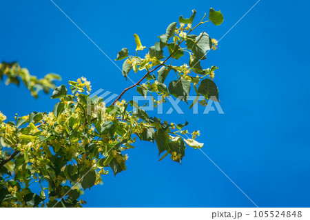 Linden tree flowers clusters tilia cordata, europea, small-leaved lime, littleleaf linden bloom. 105524848