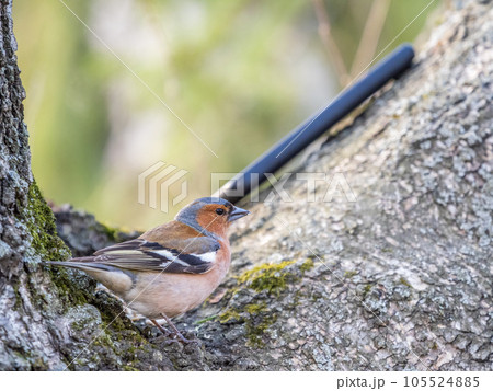 Common chaffinch, Fringilla coelebs, sits on a tree. Common chaffinch in wildlife. 105524885