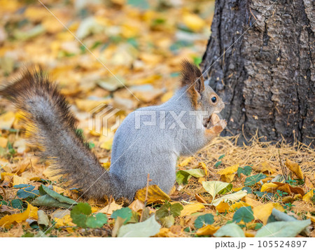Autumn squirrel with nut sits on green grass with fallen yellow leaves Autumn squirrel with nut sits on green grass with fallen yellow leaves 105524897