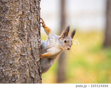 Portrait of a squirrel on a tree trunk Portrait of a squirrel on a tree trunk 105524898