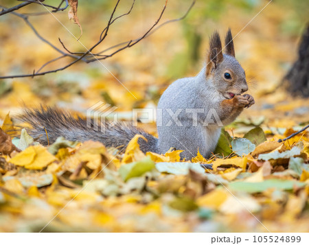 Autumn squirrel with nut sits on green grass with fallen yellow leaves 105524899