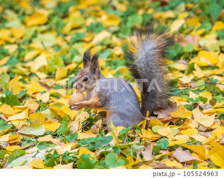 Autumn squirrel with nut sits on green grass with fallen yellow leaves 105524963
