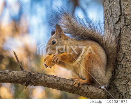 The squirrel with nut sits on tree in the autumn. Eurasian red squirrel, Sciurus vulgaris. The squirrel with nut sits on tree in the autumn. Eurasian red squirrel, Sciurus vulgaris. 105524975