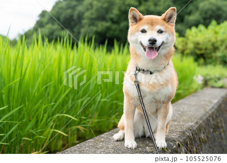 緑背景に柴犬 水稲背景に柴犬 コシヒカリと柴犬 かわいい柴犬 緑背景に柴犬 水稲背景に柴犬 コシヒカリと柴犬 かわいい柴犬 105525076