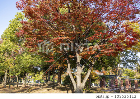公園の紅葉したケヤキの木 105525112