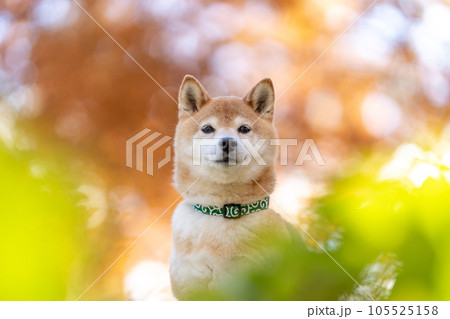 紅葉背景に柴犬　かわいい柴犬　愛犬　モデル犬 105525158