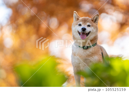 紅葉背景に柴犬　かわいい柴犬　愛犬　モデル犬 105525159