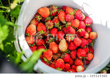 Fresh juicy red burgundy strawberries in a white bucket, top view. Ripe berries just picked from the garden against a background of green grass. Overhead shot. Close-up. Selective focus 105525360