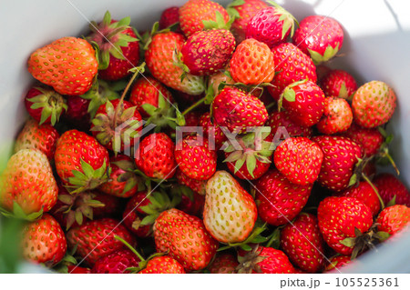 Imperfect fresh organic strawberries. Aerial, sweet. Seasonal Organic Strawberries Grouped Freshly Harvested with Green Leaves and Natural. Healthy Food Backgrounds and Wallpaper. Selective focus Imperfect fresh organic strawberries. Aerial, sweet. Seasonal Organic Strawberries Grouped Freshly Harvested with Green Leaves and Natural. Healthy Food Backgrounds and Wallpaper. Selective focus 105525361