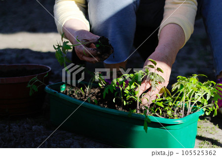 Defocus Young tomato plant. The hand of a senior woman are planting the tomato seedlings into green container with the soil. Small tomato seedlings in the tray. Sun and shadows. Out of focus 105525362