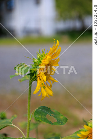 ひまわり　0091 105525438