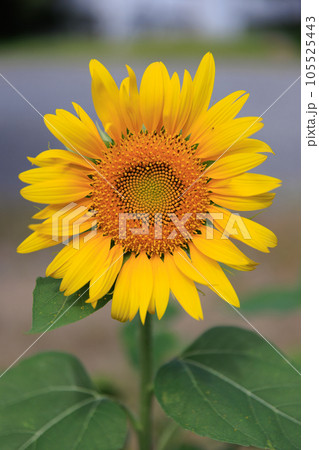 ひまわり　0096 105525443