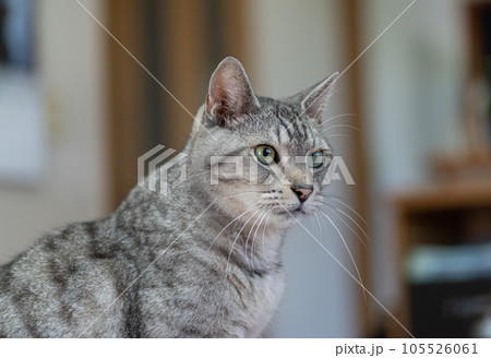 見つめる猫 サバトラ猫 見つめる猫 サバトラ猫 105526061