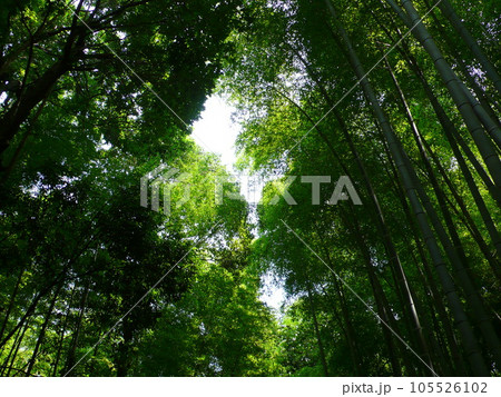 嵐山町 京都嵐山 嵐山渓谷 105526102