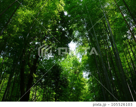 嵐山町 京都嵐山 嵐山渓谷 105526103