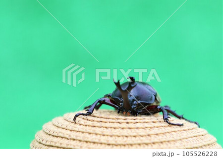 緑色を背景にした麦わら帽子に乗って可愛く見つめるオスのカブトムシの顔 105526228
