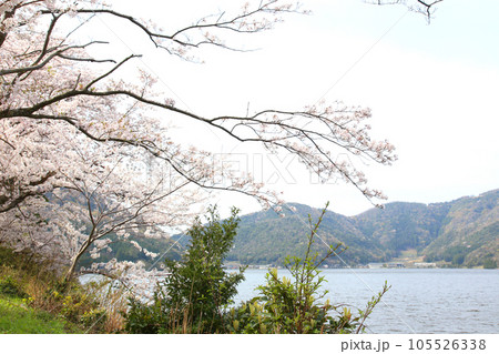 水月湖  桜と水月湖　桜と三方五湖　三方湖　水月湖標識　三方五湖　若狭町　福井県　桜　春景色 105526338