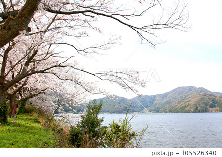 水月湖  桜と水月湖　桜と三方五湖　三方湖　水月湖標識　三方五湖　若狭町　福井県　桜　春景色 105526340
