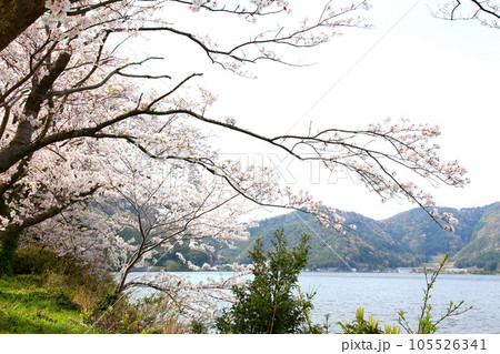 水月湖 桜と水月湖 桜と三方五湖 三方湖 水月湖標識 三方五湖 若狭町 福井県 桜 春景色 水月湖 桜と水月湖 桜と三方五湖 三方湖 水月湖標識 三方五湖 若狭町 福井県 桜 春景色 105526341