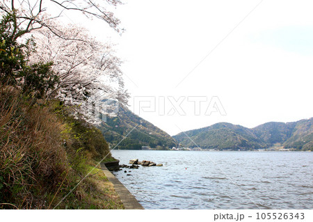 水月湖  桜と水月湖　桜と三方五湖　三方湖　水月湖標識　三方五湖　若狭町　福井県　桜　春景色 105526343