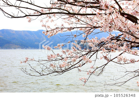 水月湖  桜と水月湖　桜と三方五湖　三方湖　水月湖標識　三方五湖　若狭町　福井県　桜　春景色 105526348