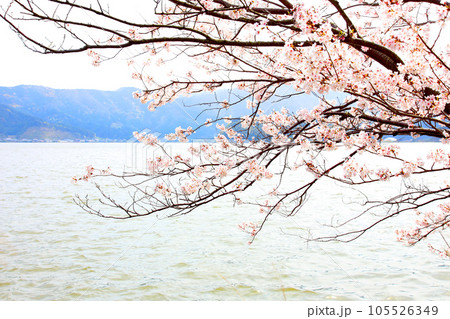 水月湖  桜と水月湖　桜と三方五湖　三方湖　水月湖標識　三方五湖　若狭町　福井県　桜　春景色 105526349