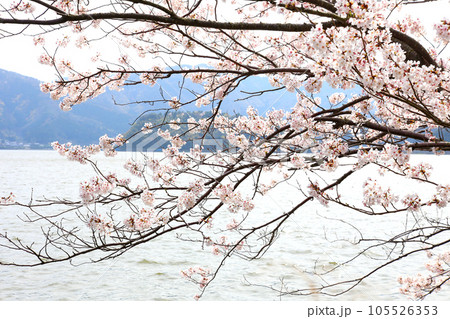 水月湖 桜と水月湖 桜と三方五湖 三方湖 水月湖標識 三方五湖 若狭町 福井県 桜 春景色 水月湖 桜と水月湖 桜と三方五湖 三方湖 水月湖標識 三方五湖 若狭町 福井県 桜 春景色 105526353