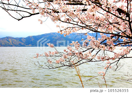 水月湖  桜と水月湖　桜と三方五湖　三方湖　水月湖標識　三方五湖　若狭町　福井県　桜　春景色 105526355